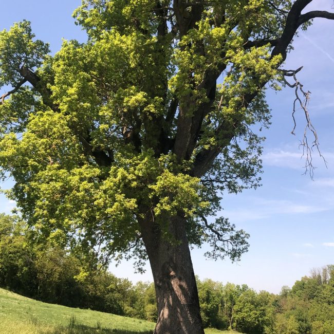 una delle 100 querce più antiche di Italia, a Pavullo Maggio 2022