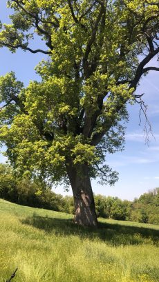 una delle 100 querce più antiche di Italia, a Pavullo Maggio 2022